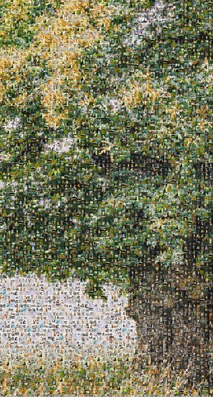 Chestnut_tree_closeup_3