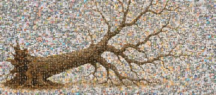 Chestnut_tree_toppled_3